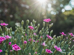 Preview wallpaper flowers, bloom, purple, rays, glare