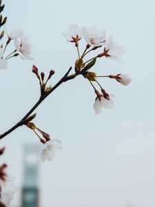 Preview wallpaper flowers, bloom, spring
