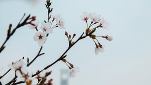 Preview wallpaper flowers, bloom, spring