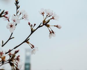 Preview wallpaper flowers, bloom, spring