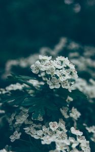 Preview wallpaper flowers, bloom, spring