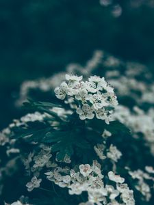 Preview wallpaper flowers, bloom, spring