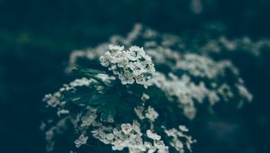 Preview wallpaper flowers, bloom, spring