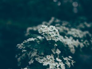 Preview wallpaper flowers, bloom, spring