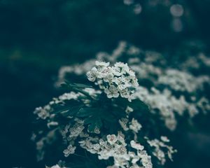 Preview wallpaper flowers, bloom, spring