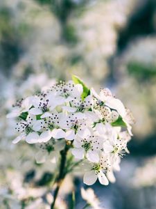 Preview wallpaper flowers, bloom, spring, branch