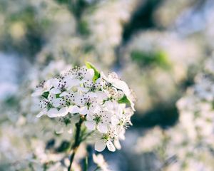 Preview wallpaper flowers, bloom, spring, branch