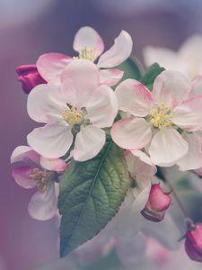 Preview wallpaper flowers, bloom, spring, tree
