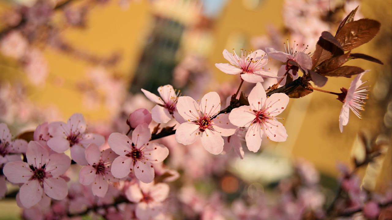 Wallpaper flowers, bloom, spring, branch