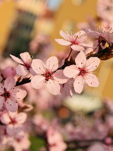 Preview wallpaper flowers, bloom, spring, branch