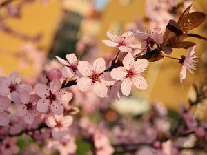Preview wallpaper flowers, bloom, spring, branch