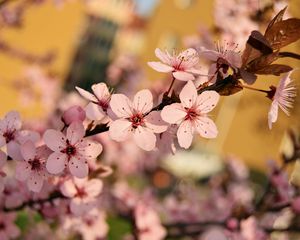 Preview wallpaper flowers, bloom, spring, branch