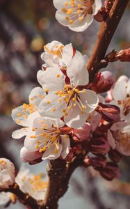 Preview wallpaper flowers, bloom, spring, branch, close-up
