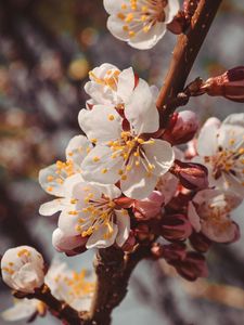 Preview wallpaper flowers, bloom, spring, branch, close-up