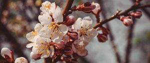 Preview wallpaper flowers, bloom, spring, branch, close-up