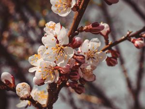 Preview wallpaper flowers, bloom, spring, branch, close-up