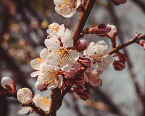 Preview wallpaper flowers, bloom, spring, branch, close-up