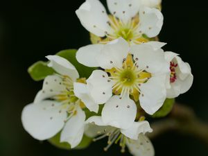 Preview wallpaper flowers, bloom, spring, petals, white