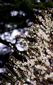 Preview wallpaper flowers, bloom, spring, branches, blur