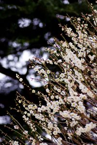 Preview wallpaper flowers, bloom, spring, branches, blur