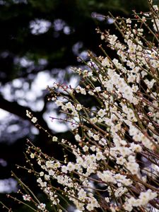 Preview wallpaper flowers, bloom, spring, branches, blur