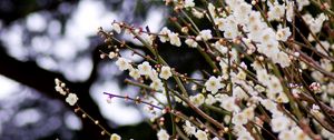 Preview wallpaper flowers, bloom, spring, branches, blur