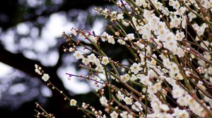 Preview wallpaper flowers, bloom, spring, branches, blur