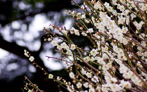 Preview wallpaper flowers, bloom, spring, branches, blur