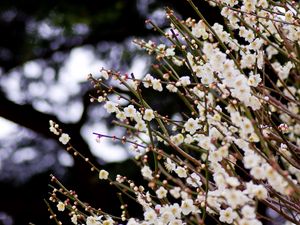 Preview wallpaper flowers, bloom, spring, branches, blur
