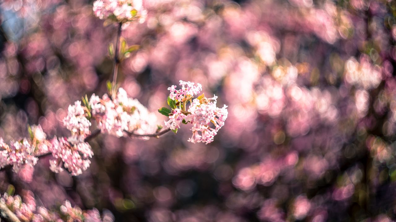 Wallpaper flowers, bloom, spring, pink, blur