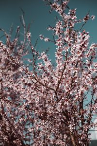 Preview wallpaper flowers, bloom, spring, branches, sky