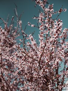 Preview wallpaper flowers, bloom, spring, branches, sky