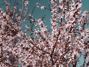 Preview wallpaper flowers, bloom, spring, branches, sky