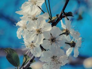 Preview wallpaper flowers, bloom, spring, branch, petals