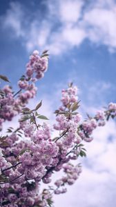 Preview wallpaper flowers, bloom, spring, branch, sky, clouds