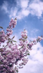 Preview wallpaper flowers, bloom, spring, branch, sky, clouds