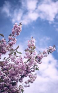 Preview wallpaper flowers, bloom, spring, branch, sky, clouds