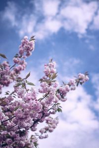 Preview wallpaper flowers, bloom, spring, branch, sky, clouds