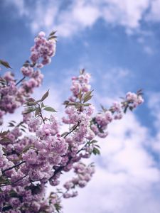 Preview wallpaper flowers, bloom, spring, branch, sky, clouds