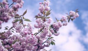 Preview wallpaper flowers, bloom, spring, branch, sky, clouds