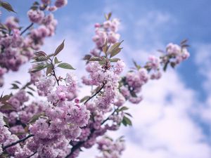 Preview wallpaper flowers, bloom, spring, branch, sky, clouds