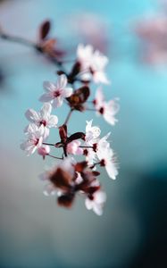 Preview wallpaper flowers, bloom, spring, petals, macro