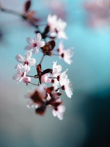 Preview wallpaper flowers, bloom, spring, petals, macro