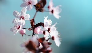 Preview wallpaper flowers, bloom, spring, petals, macro