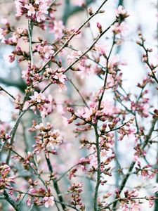 Preview wallpaper flowers, bloom, spring, pink, petals