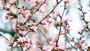 Preview wallpaper flowers, bloom, spring, pink, petals