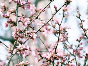 Preview wallpaper flowers, bloom, spring, pink, petals