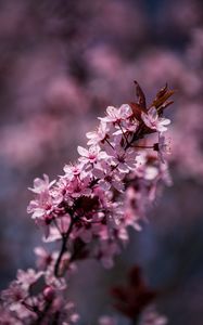 Preview wallpaper flowers, bloom, spring, leaves, petals