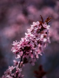 Preview wallpaper flowers, bloom, spring, leaves, petals