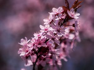 Preview wallpaper flowers, bloom, spring, leaves, petals